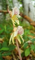 Epipogium aphyllum